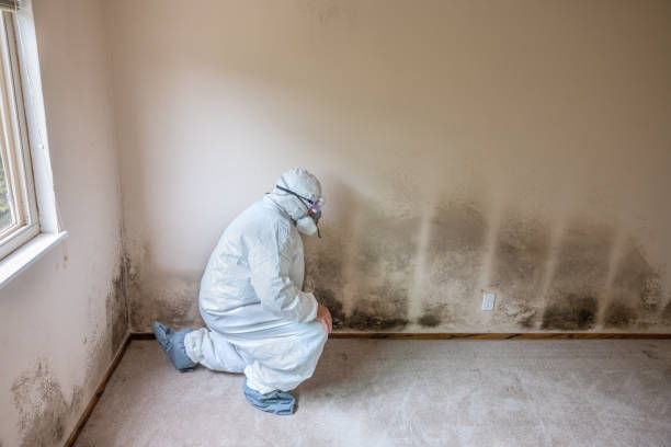 Attic Mold Removal in Bethesda, OH