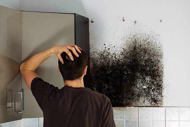 Trusted Bethesda, OH Mold Removal Experts